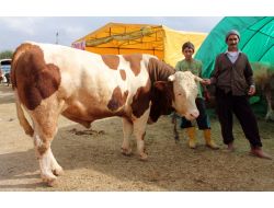 1 Ton 206 Kiloluk Boğa 8 Bin 500 Liradan Satışa Sunuldu