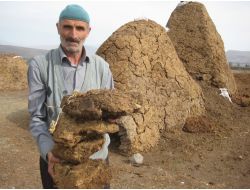 Erzurum'da Doğalgaz Ve Kömüre İnat Tezekten Vazgeçilmiyor (Özel)