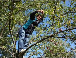 Ağaçtaki Elmaları Okula Bağışladı