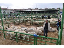 Küçükbaş Kurbanlık Hayvanlar Yüzde 30 Ucuz