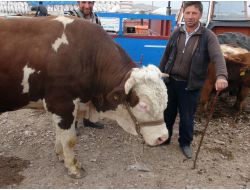 Ardahan Kurban Pazarı'nda Hareketlilik Yaşanıyor