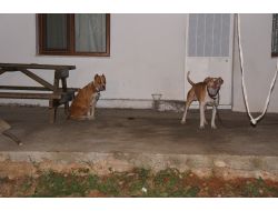 Pitbull Köpekleriyle Korudukları Uyuşturucuyu Polis Buldu