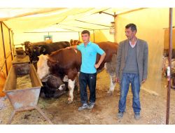 Kesilen Kurbanlıkların Cinsi Bölgelere Göre Değişiyor