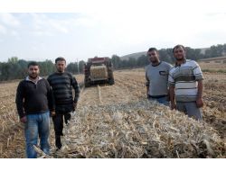 Mısırın Sapları Bile Altın Değerinde..