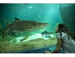 Deniz Akkaya Köpek Balıklarıyla Yüzdü!