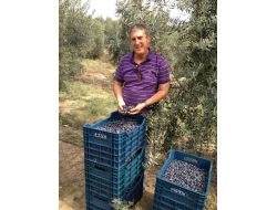 Çukurova'da Yağlık Değil, Sofralık Zeytin Üretilmeli