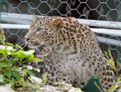 Çok Özel Leoparlar Nesillerinin Devamı İçin Rusya’ya Getirildi