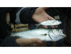 Bakanlıktan Yasadışı Balık Avcılığına Sıkı Denetim