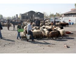 Kars’tan Batı'ya Kurban Sevkinde Son Kamyonlar Yola Çıktı