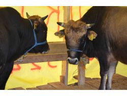 "Kurban Eti Güneş Görmeyen Yerde 5 Saat Dinlendirilmeli"