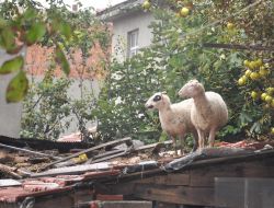 SEL HAYVANLARI DA VURDU