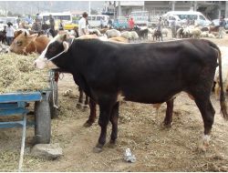 Kurban Satıcıları Suriye’den Gelen Kurbanlıklardan Şikayetçi