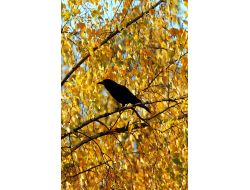 Rusya’da Kızgın Kargalar Milletvekili Araçlarını Taşa Tuttu