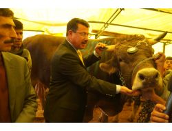 Hayvancılık Genel Müdür Yardımcısı Bin 640 Kiloluk Boğayı İnceledi