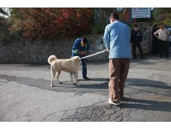 Köpeğini Gezdiren Kadın Başka Bir Köpeğin Saldırısına Uğradı, Silahlar Çekildi
