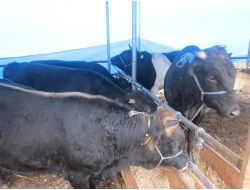 Kurban Pazarında Müşterilerini Bekleyen Esnaf, Satışların Azlığından Şikâyetçi