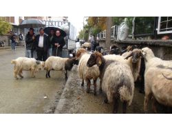 Bitlis’te Kurbanlık Çok, Alıcı Yok