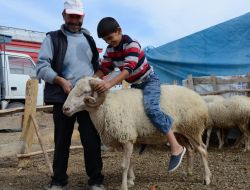 Pazarın En Büyük Koçu Bin 200 Liraya Müşterisini Bekliyor