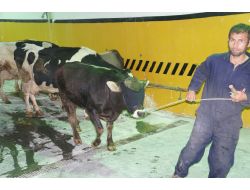 Bayrampaşa Belediyesi'nden Kurban Kesim Tatbikatı