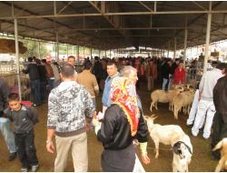 Edremit’teki Kurbanlık Pazarında Arife Günü Hareketliliği Yaşanıyor