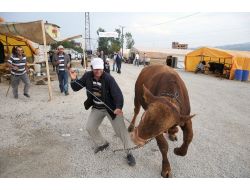 Bir Tonluk Boğalarla Gösteri Yapıp Müşteri Çekmeye Çalışıyorlar