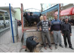 Kurbanlıklar İçin Son Pazarlıklar Yapıldı