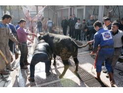 Kurban Bayramı Afyonkarahisar’da Coşkuyla Kutlanıyor