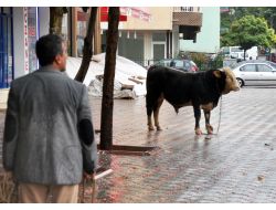 Malatya'da 3 Kilometre Kaçan Kurbanlık, Kesilmekten Kurtulamadı
