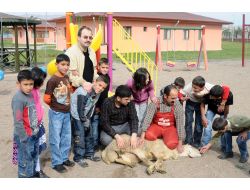 Sivas Sevgi Evleri'nde Kurban Heyecanı Yaşandı