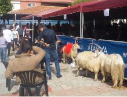 Alanya’da Kurbanlık Kesilirken Çocuklar Sinema İzledi