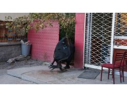 Kahvehaneyi Birbirine Katan Boğa Bıçaklandı (Özel)