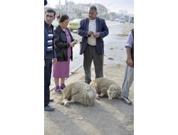 Kurban Bayramı Azerbaycan’da Coşkuyla Kutlanıyor