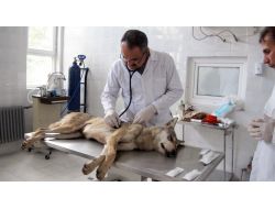 Hayvan Ticareti Yapanlar Ve Kaçak Avlananlara Ceza