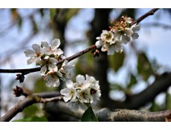 Kiraz Ağaçları Ekim Ayında Çiçek Açtı