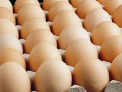 Beyaz Et Ve Yumurta İhracatı Rekora Koşuyor