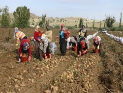 Sertifikalı Tohum Desteklenecek