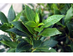 Türkiye, Aromatik Ve Tıbbı Bitkide Dünyanın Gözdesi