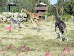 Zürafa Efe’nin 21 Yıllık Yalnızlığı Bitti