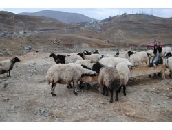 Hakkari‘de Kurbanlık Satıcıları Umduğunu Bulamadı