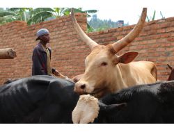 Karaman, Ruanda İle Bayramda Gönül Köprüsü Kurdu
