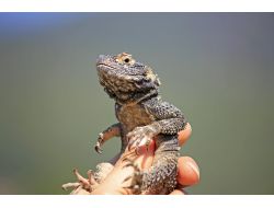 Ege Bölgesi'nin Yaban Hayatı Belgesel Ffilme Konu Oldu