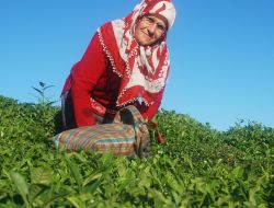 Doğu Karadeniz’de 4. Sürgün Yaş Çay Alımları Başladı