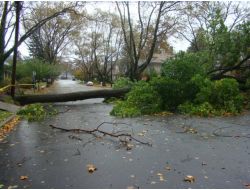 Kasırga Etkisini Gösterdi New Jersey’de Ağaçlar Devrildi