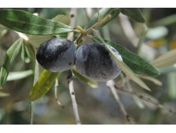 Manavgat'ta Zeytin Yetiştiriciliği 5 Yıl İçinde 4 Kat Arttı