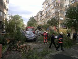 İstanbul'da Lodos Ağaçları Devirdi