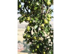 Kırsalda Yetişen Yaban Armutları Ekonomiye Kazandırıldı