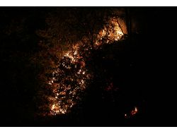 Ordu'da Orman Yangını Kısmen Kontrol Altında