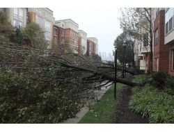 Sandy Ağaçları Kökünden Kopardı