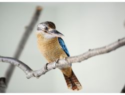 Kanguru Ve Gülen Kuşlar Ziyaretçi Bekliyor