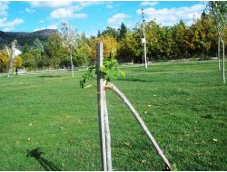 Dursunbey'de Ağaç Katliamı